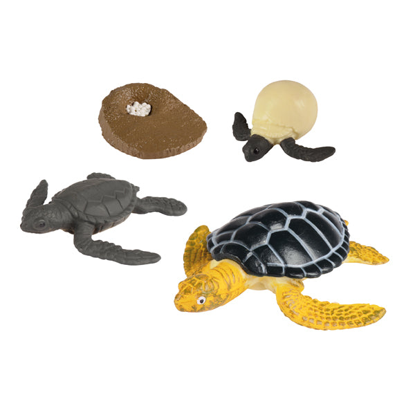 Lebenszyklen Meeresschildkröte